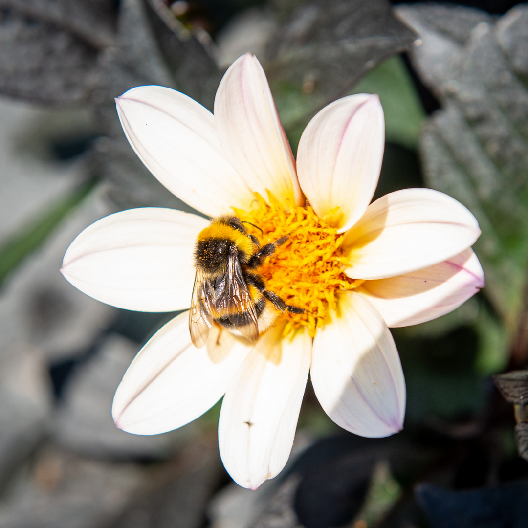 Dahlia 'Dahlegria White'