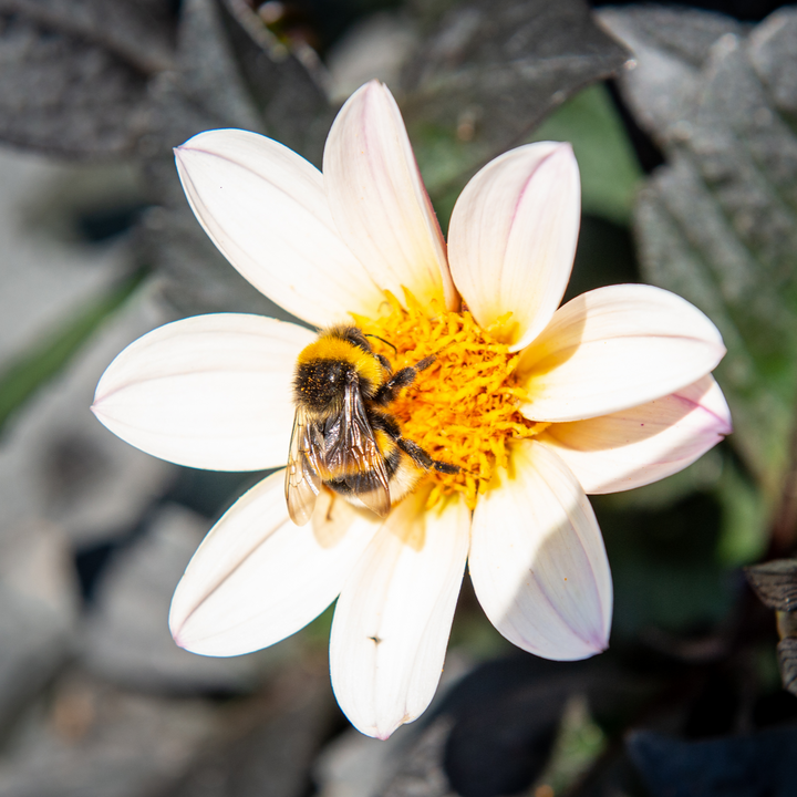Dahlia 'Dahlegria White'