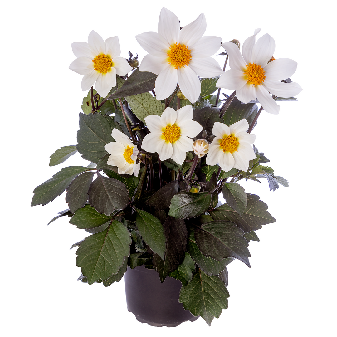 Dahlia 'Dahlegria White'
