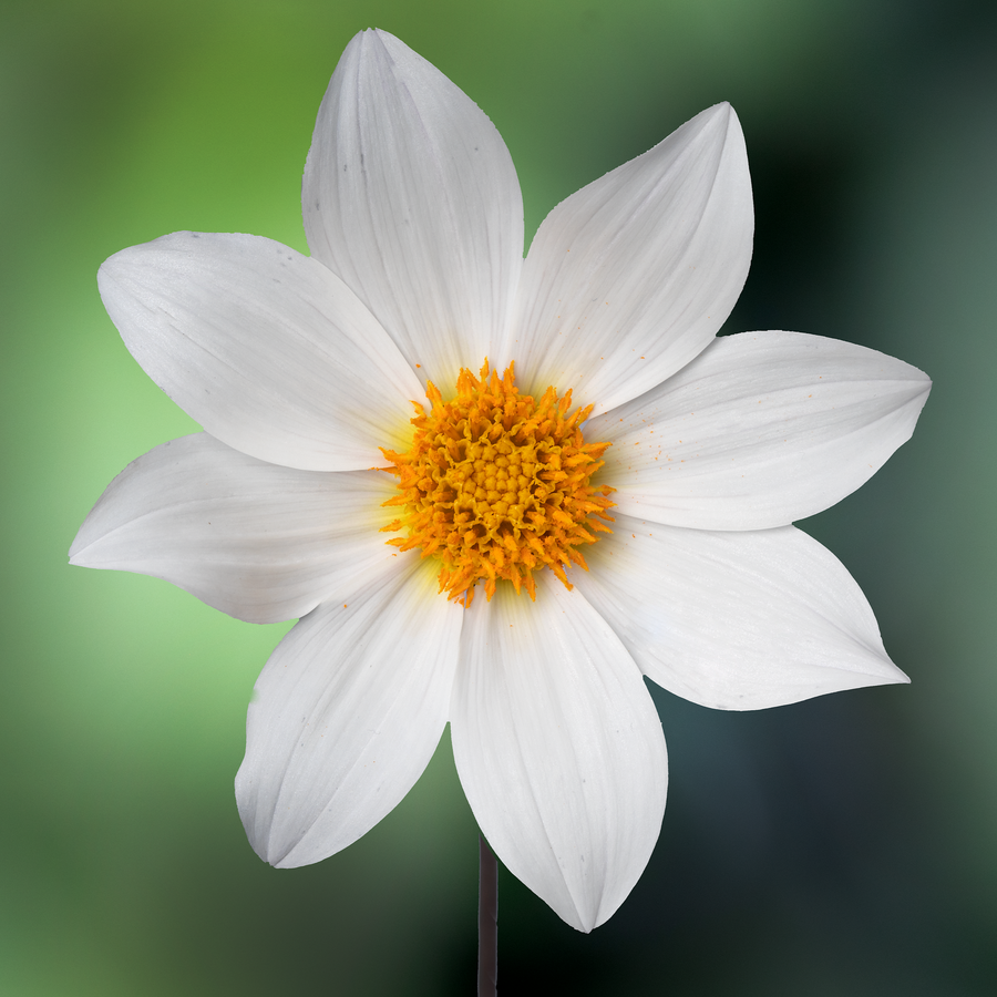 Dahlia 'Dahlegria White'