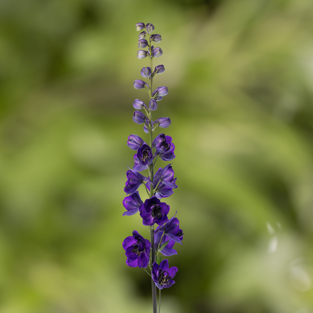 Delphinium 'Dark Blue Black Bee' (Excalibur Series)