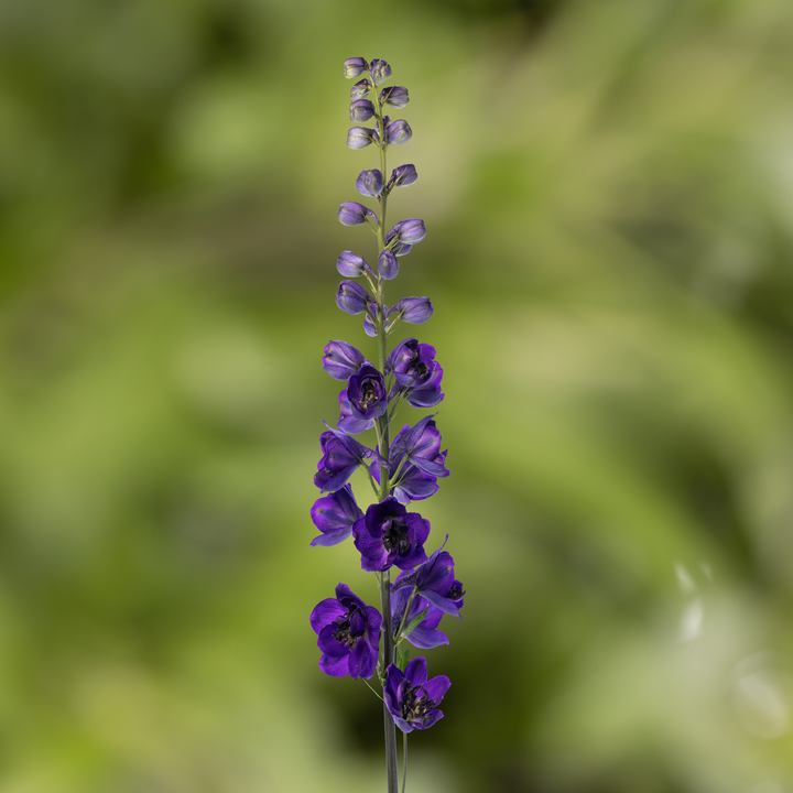 Delphinium 'Dark Blue Black Bee' (Excalibur Series)