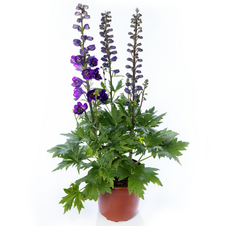 Delphinium 'Dark Blue Black Bee' (Excalibur Series)
