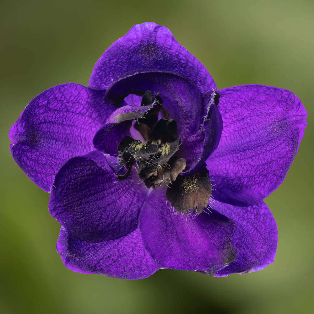 Delphinium 'Dark Blue Black Bee' (Excalibur Series)