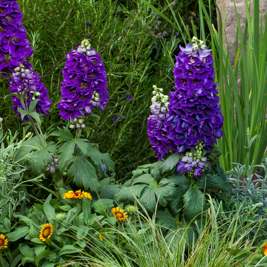 Delphinium 'Dark Blue Black Bee' (Excalibur Series)
