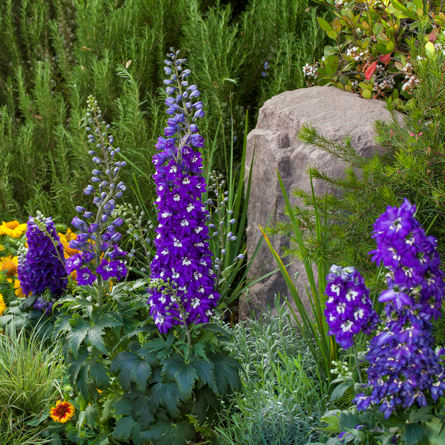 Delphinium 'Dark Blue with White Bee' (Excalibur Series)