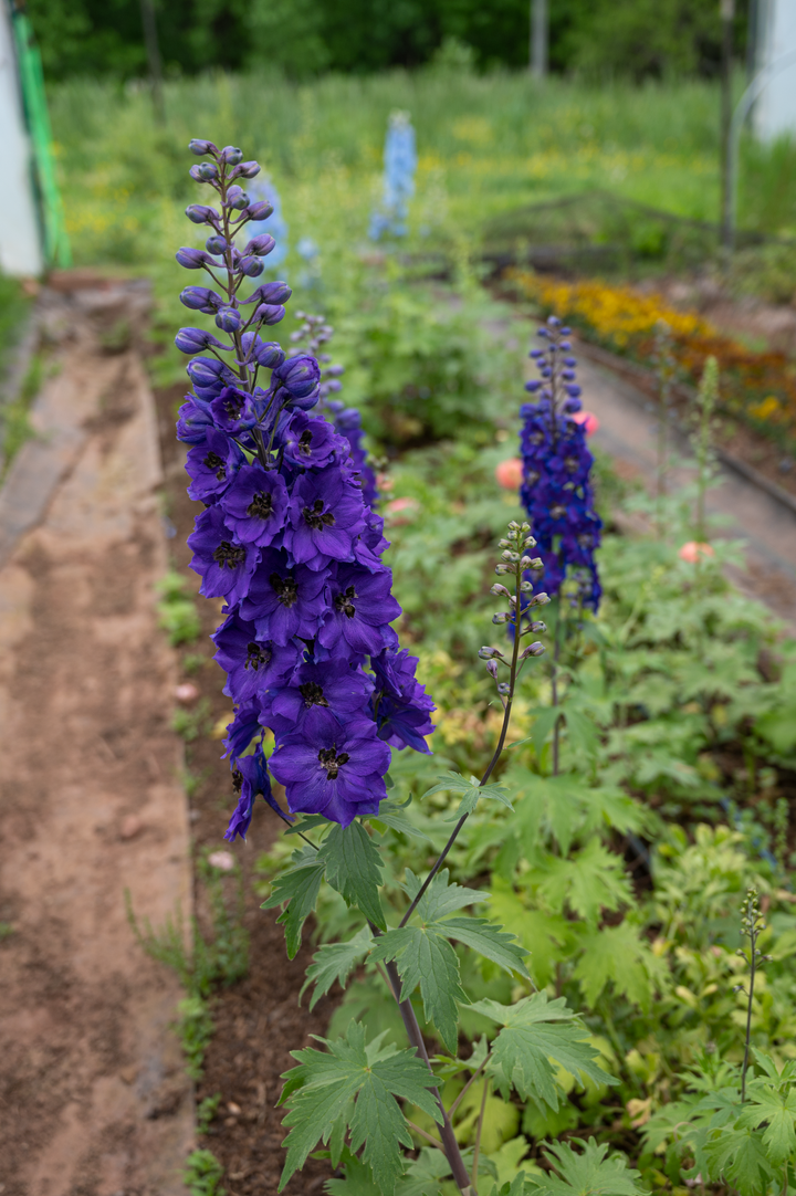 Delphinium 'Dark Blue Black Bee' (Excalibur Series)