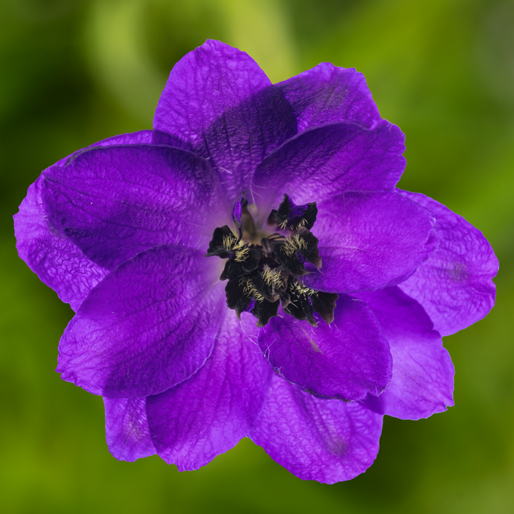 Delphinium 'Dark Blue Black Bee' (Excalibur Series)