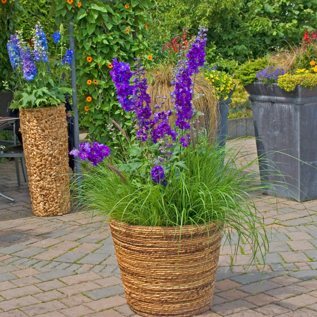 Delphinium 'Dark Blue Black Bee' (Excalibur Series)