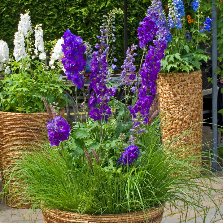 Delphinium 'Dark Blue Black Bee' (Excalibur Series)