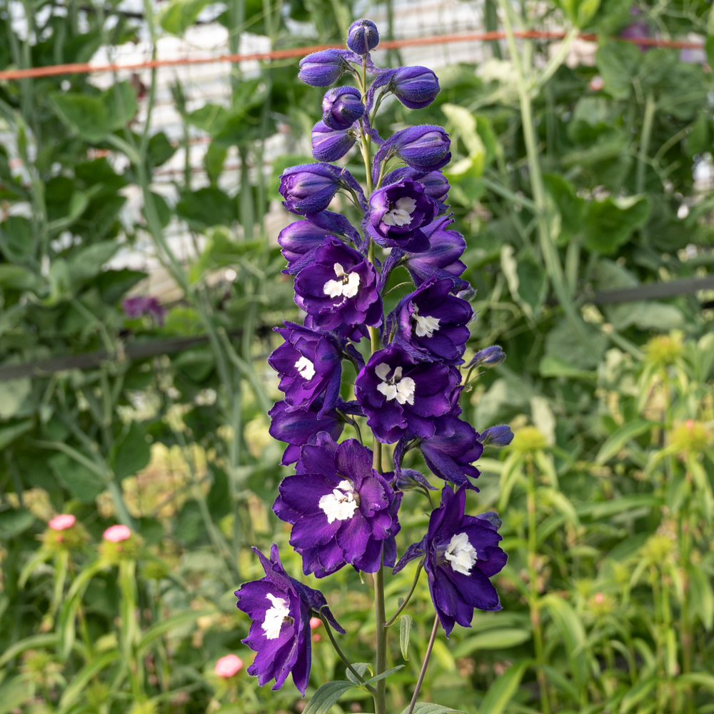Delphinium 'Dark Blue with White Bee' (Excalibur Series)