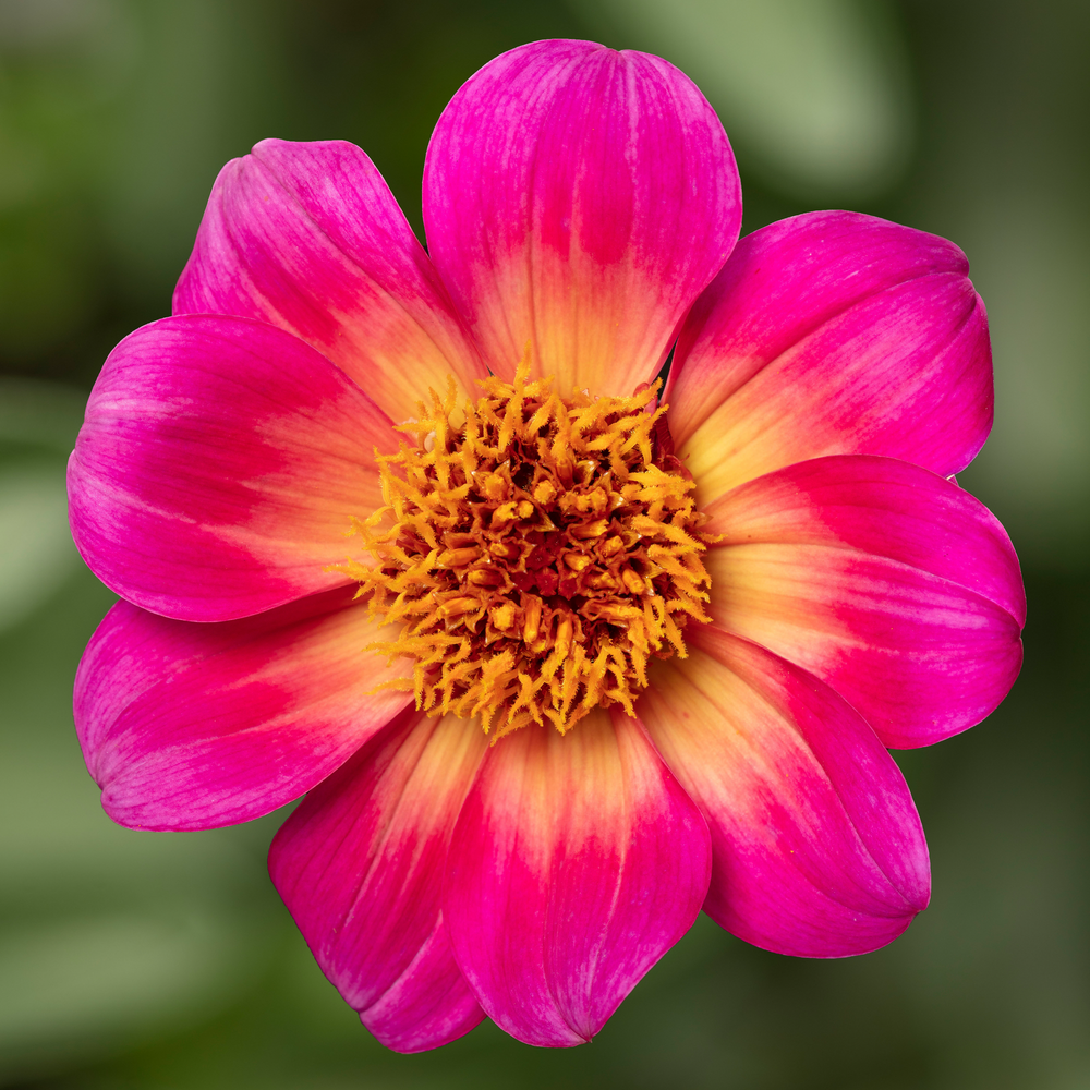 Dahlia 'Happy Days Halo'