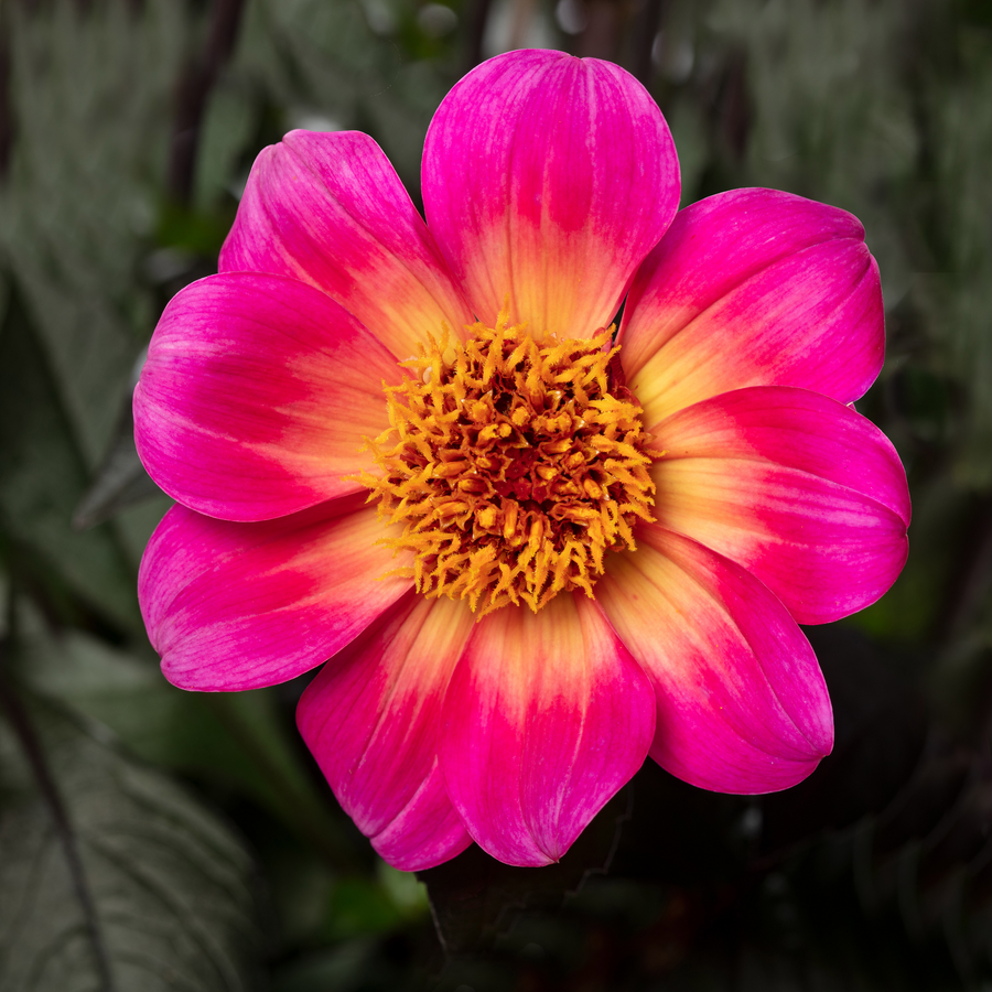 Dahlia 'Happy Days Halo'