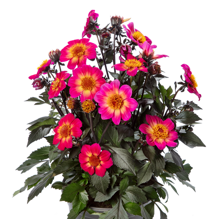 Dahlia 'Happy Days Halo'