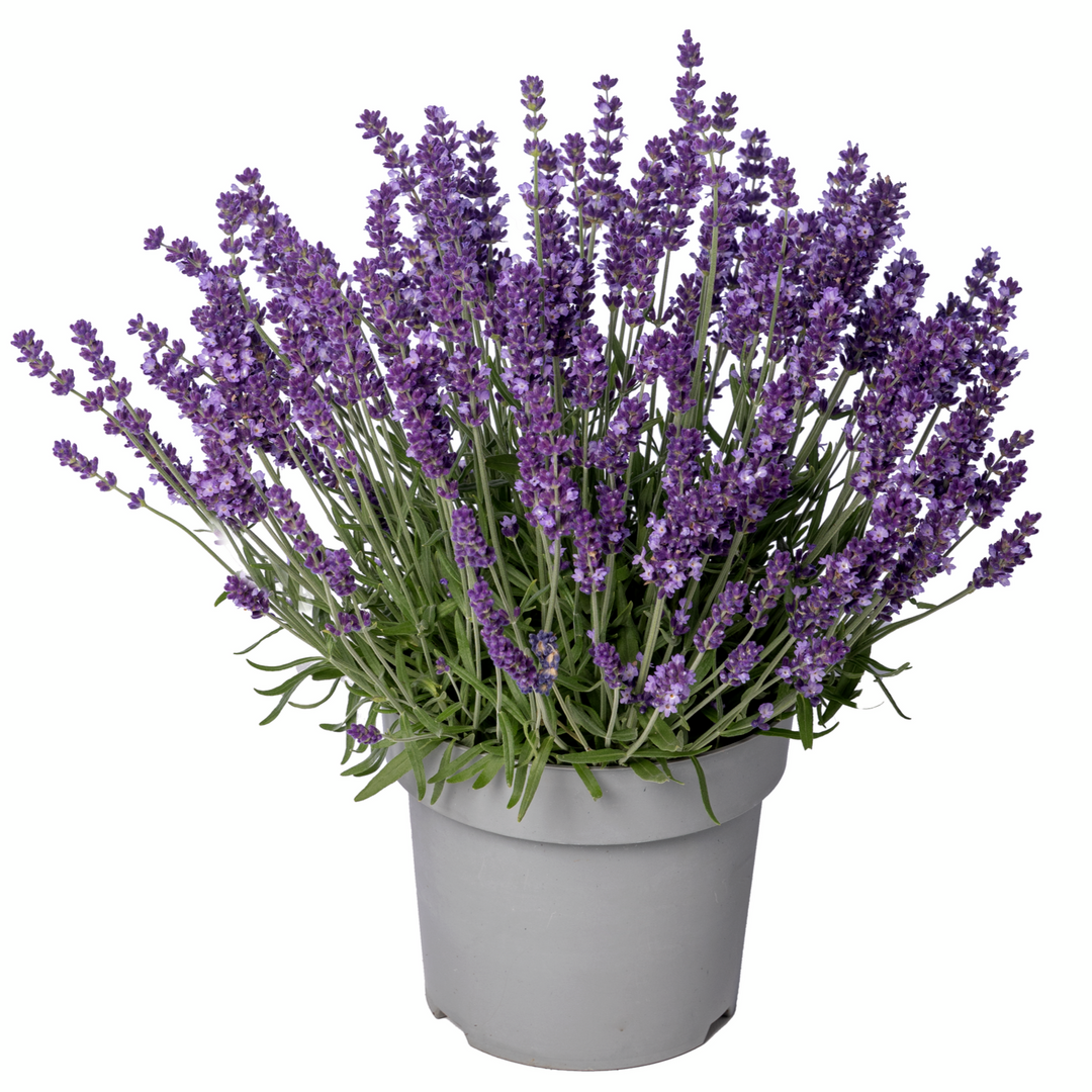 Lavandula angustifolia 'Aromatico Evolution'
