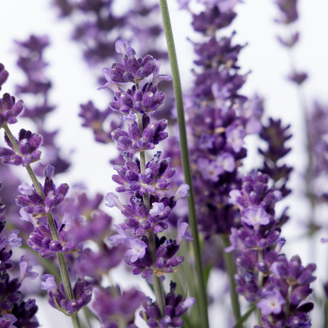 Lavandula angustifolia 'Aromatico Evolution'