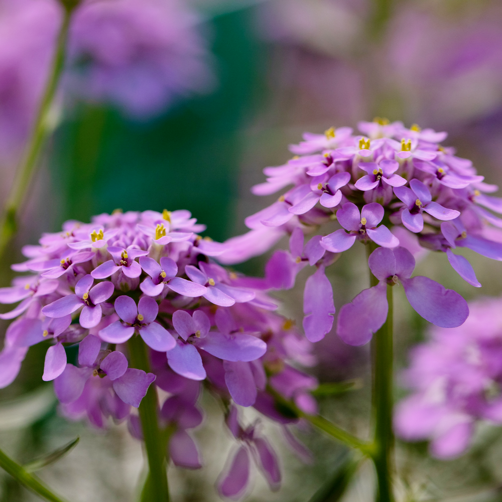 Iberis 'Mermaid Lavender'