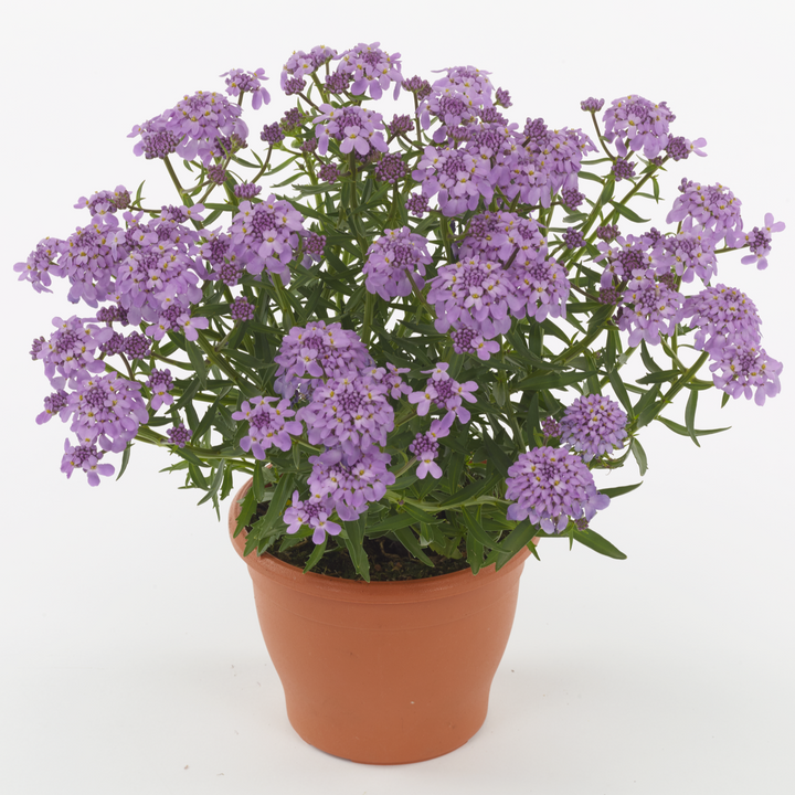 Iberis 'Mermaid Lavender'