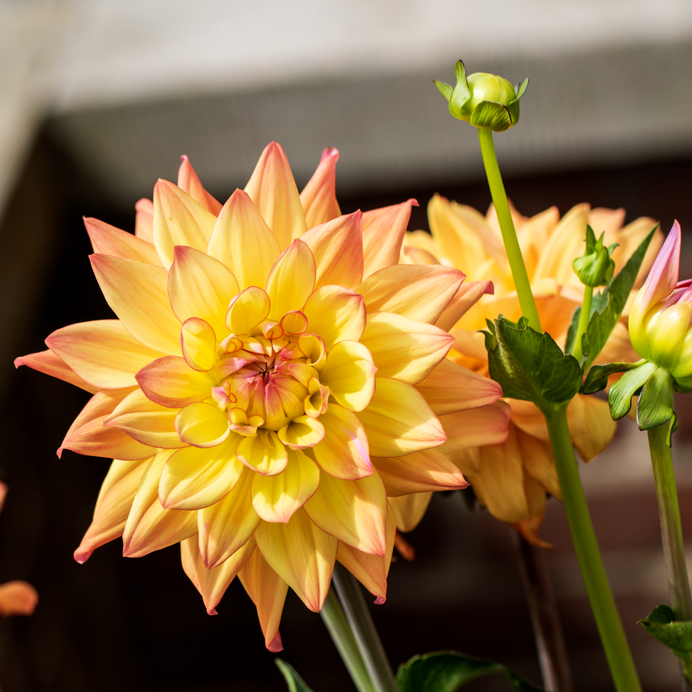 Dahlia 'Sincerity Peach'