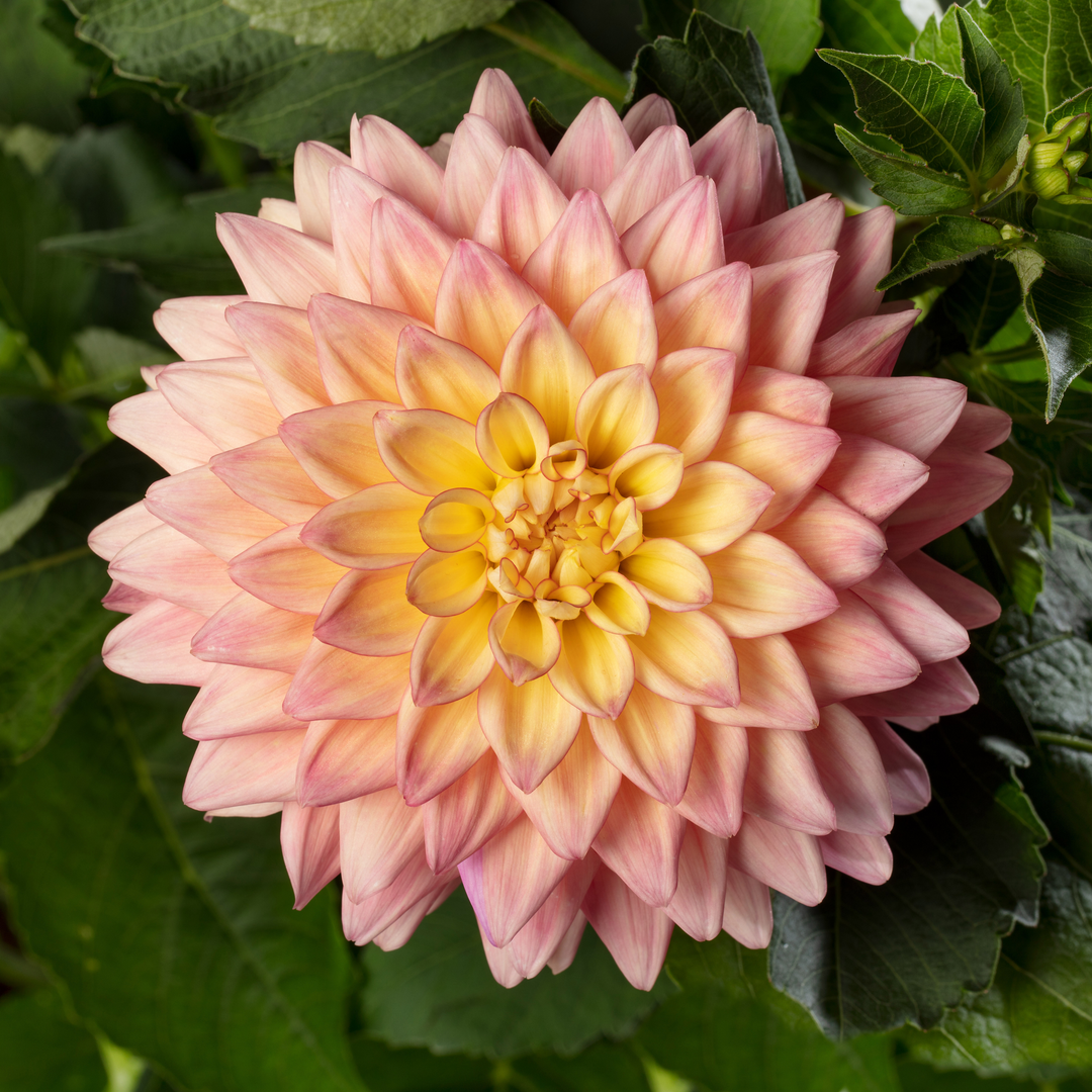 Dahlia 'Sincerity Peach'