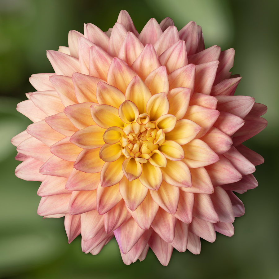 Dahlia 'Sincerity Peach'