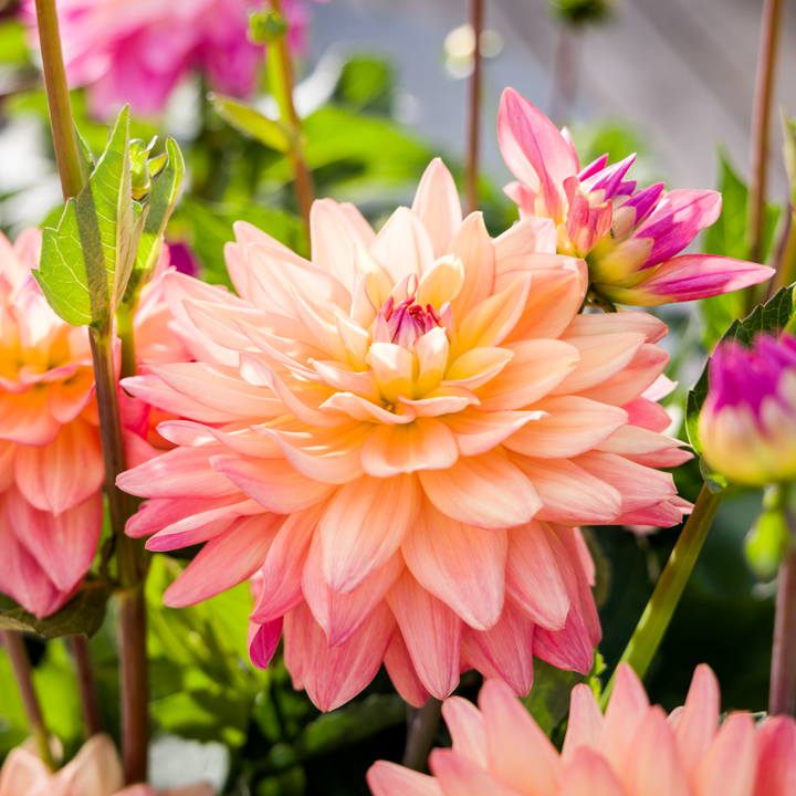 Dahlia 'Sincerity Peach'