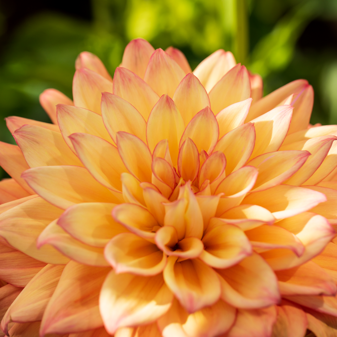 Dahlia 'Sincerity Peach'