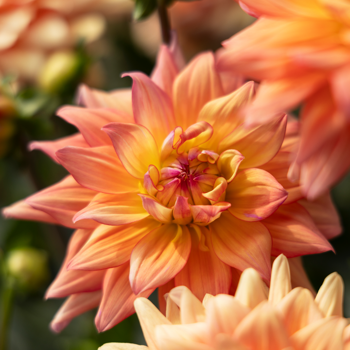 Dahlia 'Sincerity Peach'