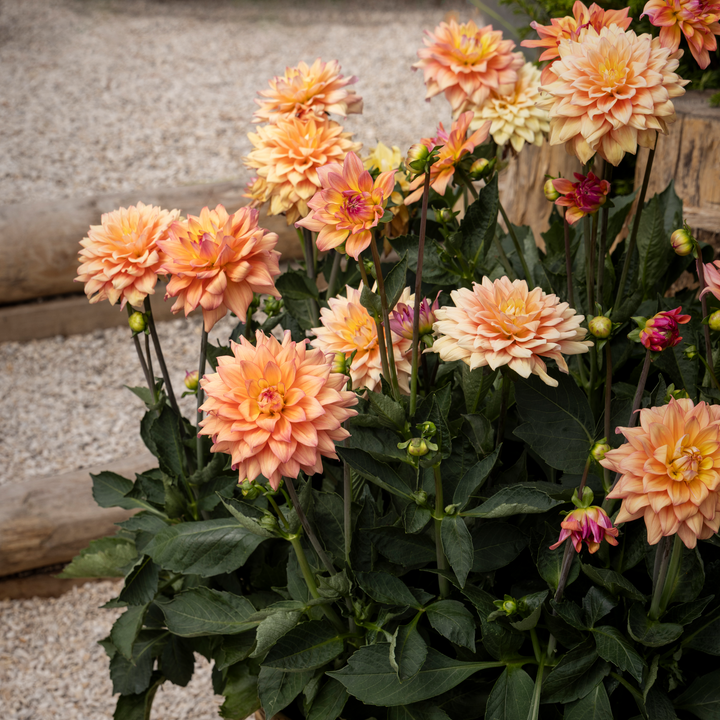Dahlia 'Sincerity Peach'