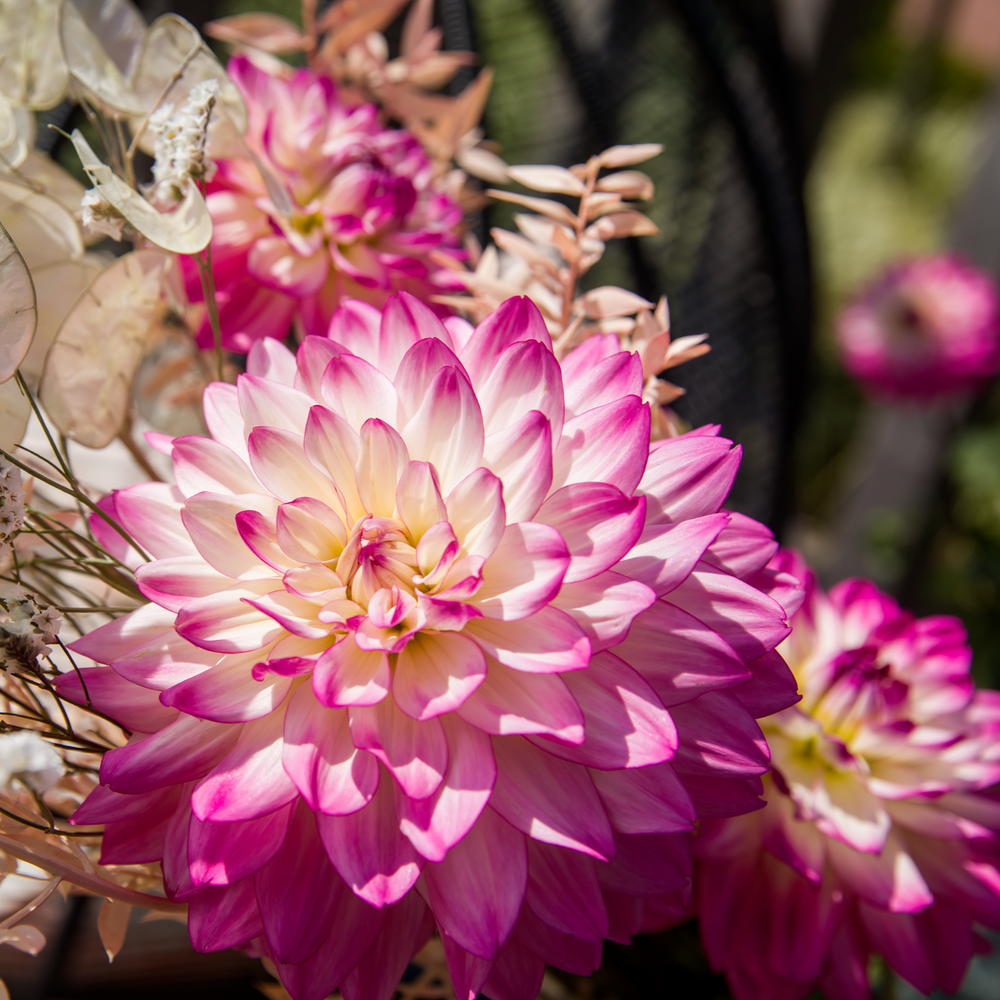Dahlia 'Sincerity Rose Bicolour'