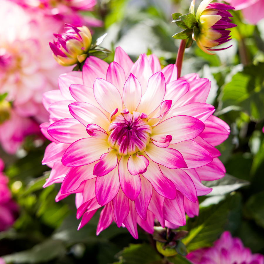 Dahlia 'Sincerity Rose Bicolour'