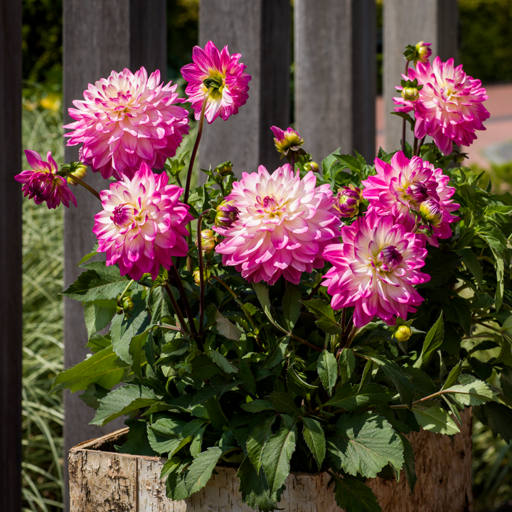 Dahlia 'Sincerity Rose Bicolour'