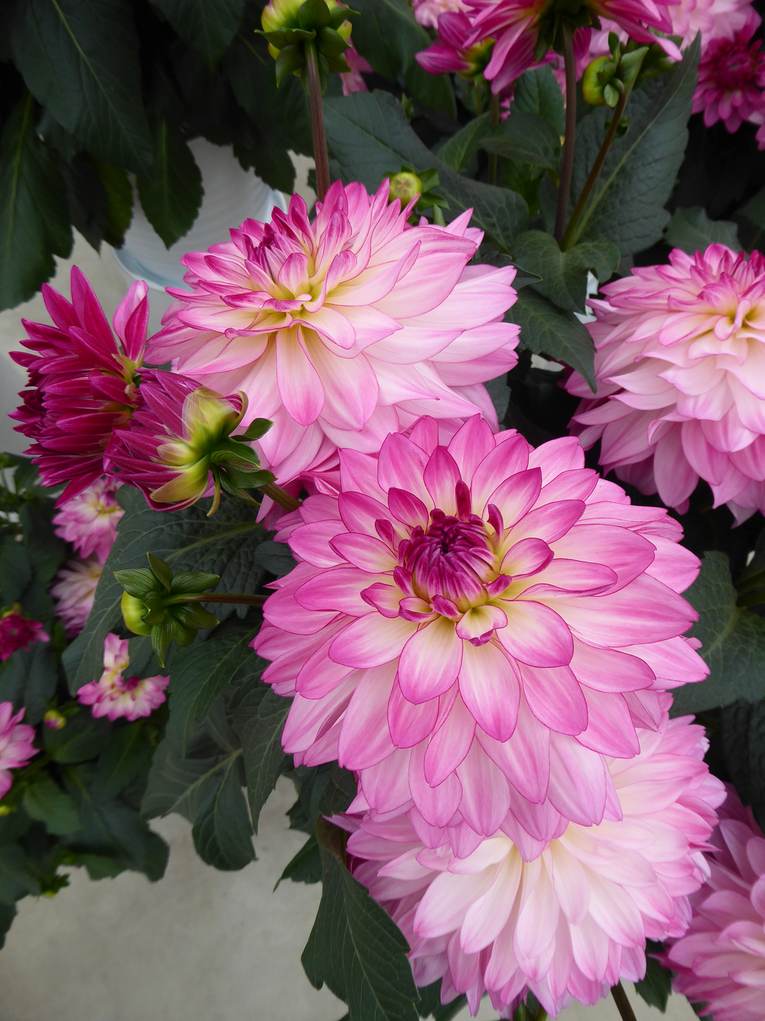 Dahlia 'Sincerity Rose Bicolour'