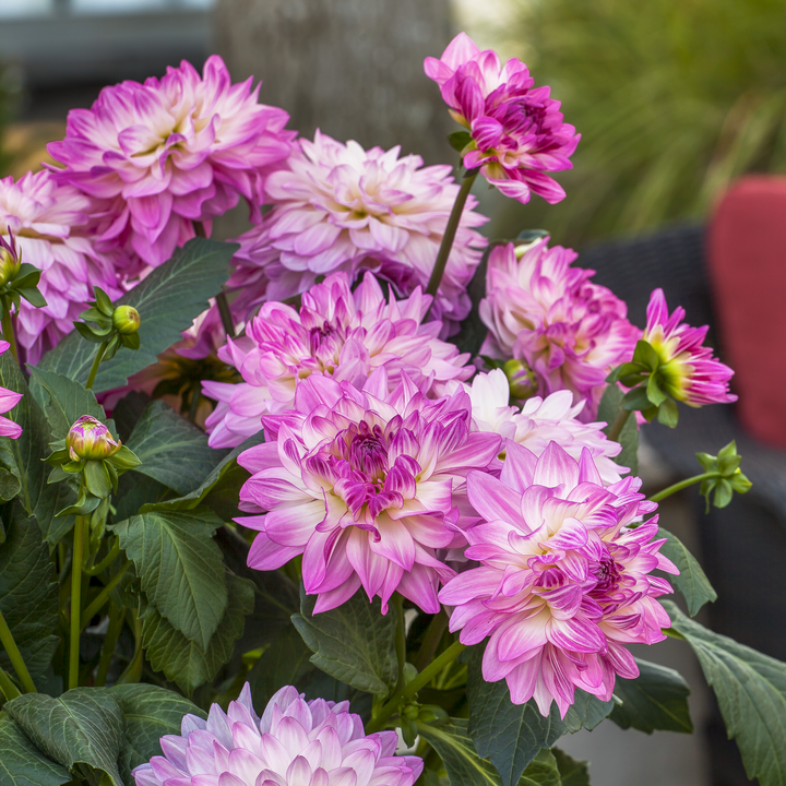 Dahlia 'Sincerity Rose Bicolour'
