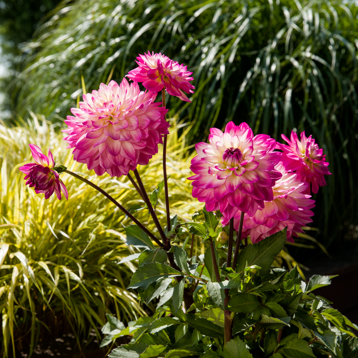 Dahlia 'Sincerity Rose Bicolour'