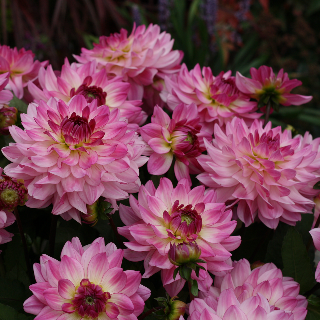 Dahlia 'Sincerity Rose Bicolour'
