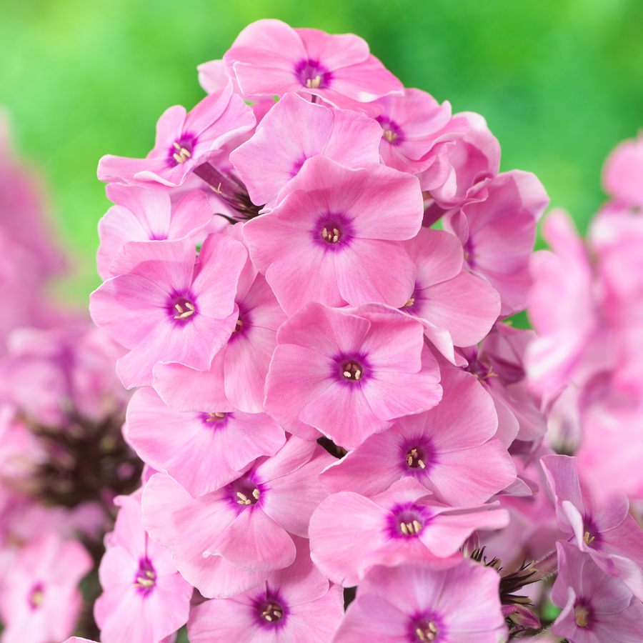 Phlox paniculata 'Dream Orange Rose' (Sweet Summer Series)