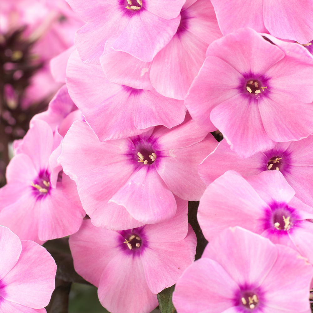 Phlox paniculata 'Dream Orange Rose' (Sweet Summer Series)