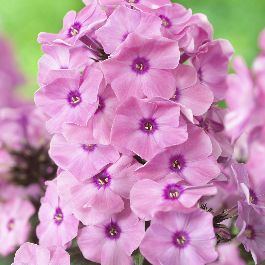 Phlox paniculata 'Dream Orange Rose' (Sweet Summer Series)