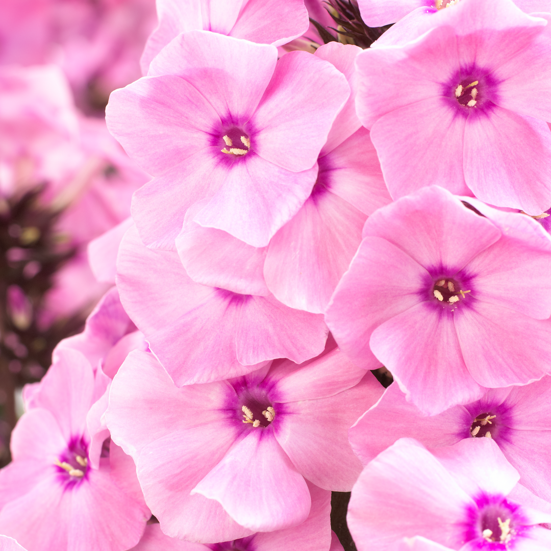 Phlox paniculata 'Dream Orange Rose' (Sweet Summer Series)