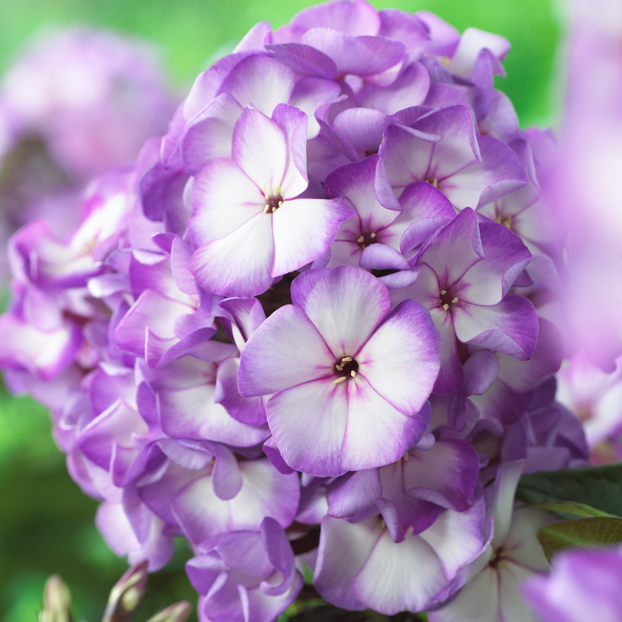 Phlox paniculata 'Purple Bicolour' (Sweet Summer Series)