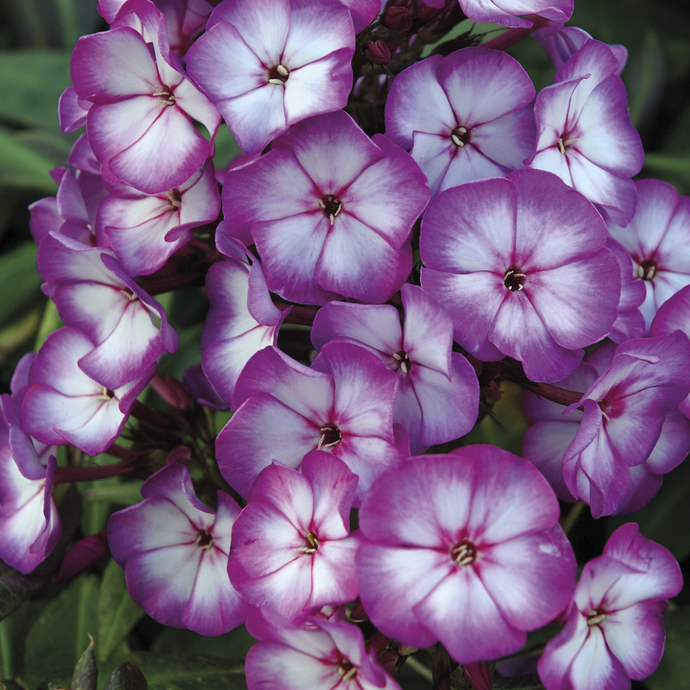 Phlox paniculata 'Purple Bicolour' (Sweet Summer Series)