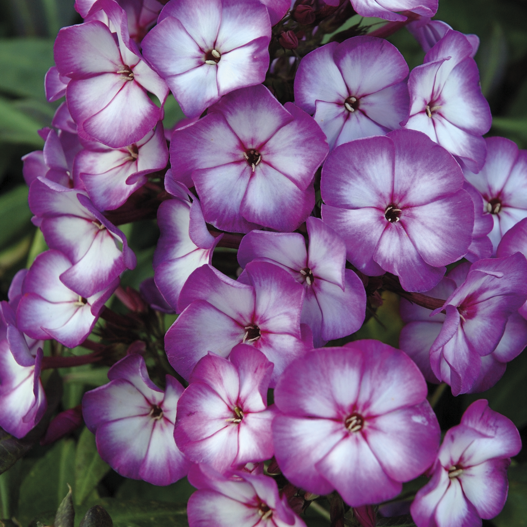 Phlox paniculata 'Purple Bicolour' (Sweet Summer Series)