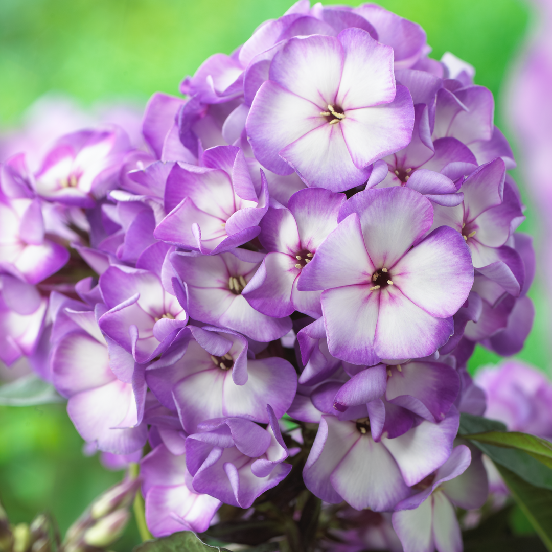 Phlox paniculata 'Purple Bicolour' (Sweet Summer Series)