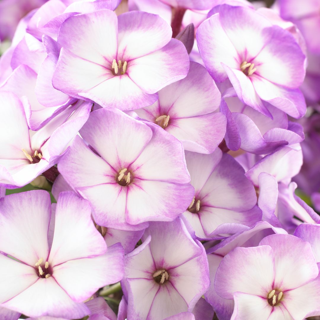 Phlox paniculata 'Purple Bicolour' (Sweet Summer Series)