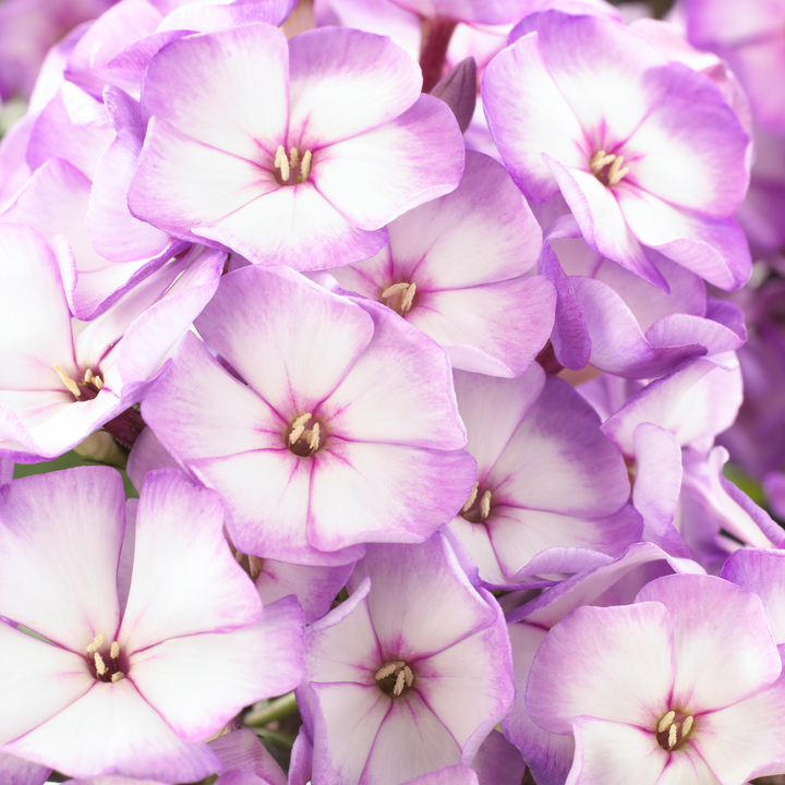 Phlox paniculata 'Purple Bicolour' (Sweet Summer Series)