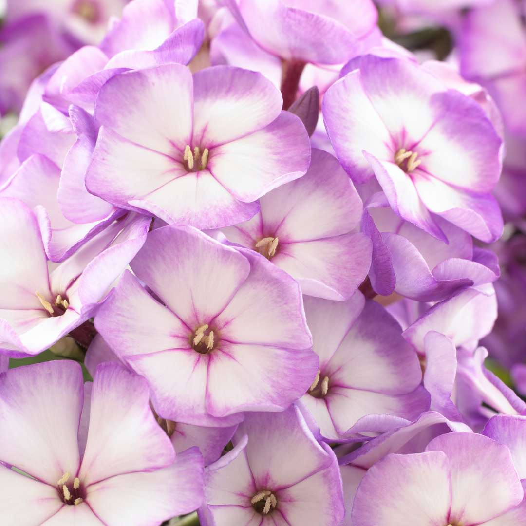 Phlox paniculata 'Purple Bicolour' (Sweet Summer Series)