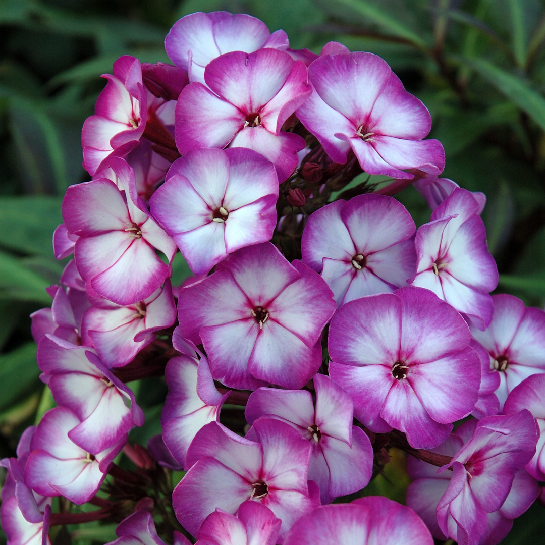 Phlox paniculata 'Purple Bicolour' (Sweet Summer Series)