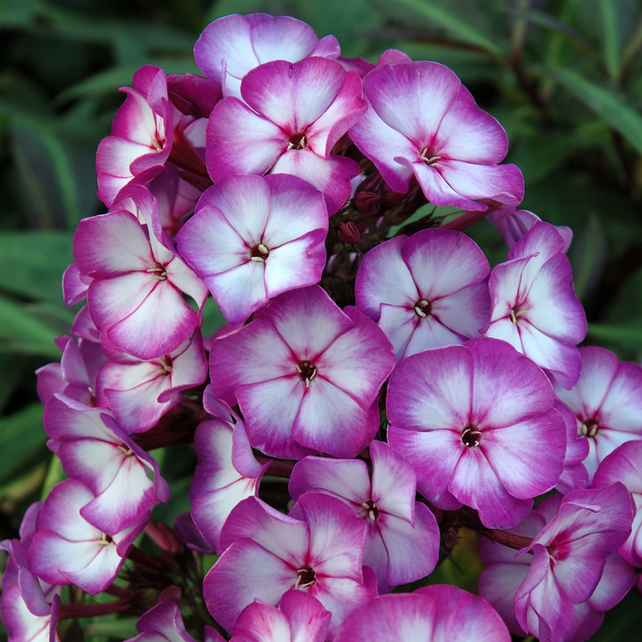 Phlox paniculata 'Purple Bicolour' (Sweet Summer Series)