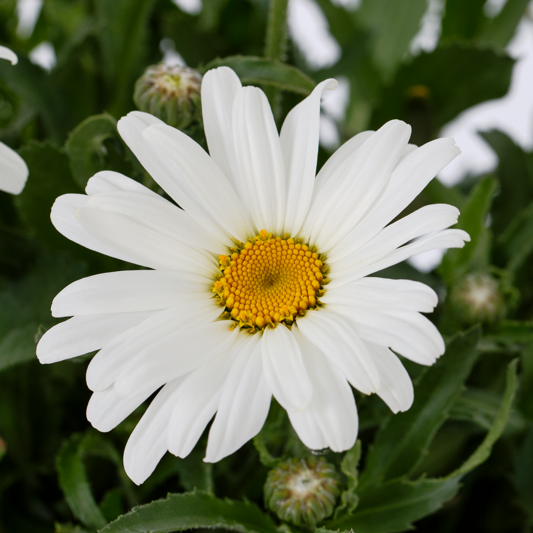 Leucanthemum × superbum 'Western Star Taurus'